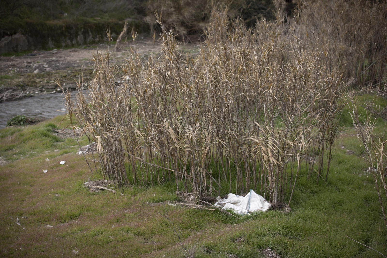 Fotos del 'cementerio' de toallitas que se acumula junto al río Genil en Granada