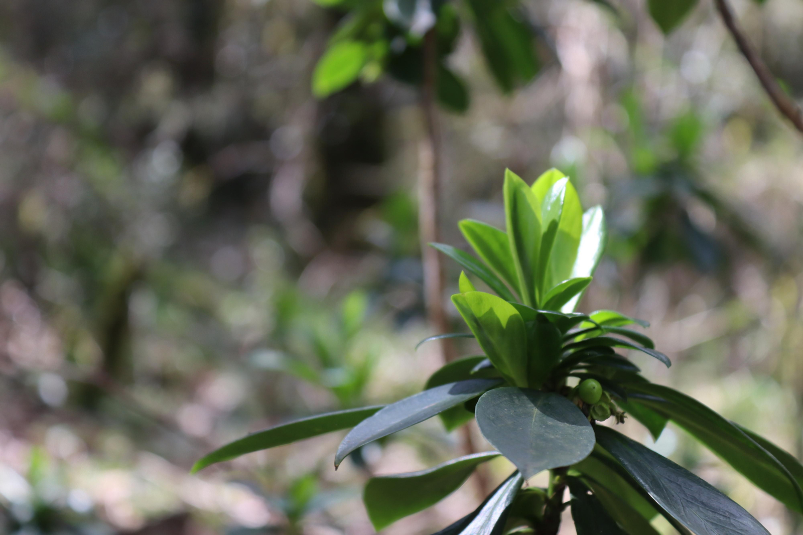 Fotos de la flora y fauna del Parque Natural de Los Alcornocales