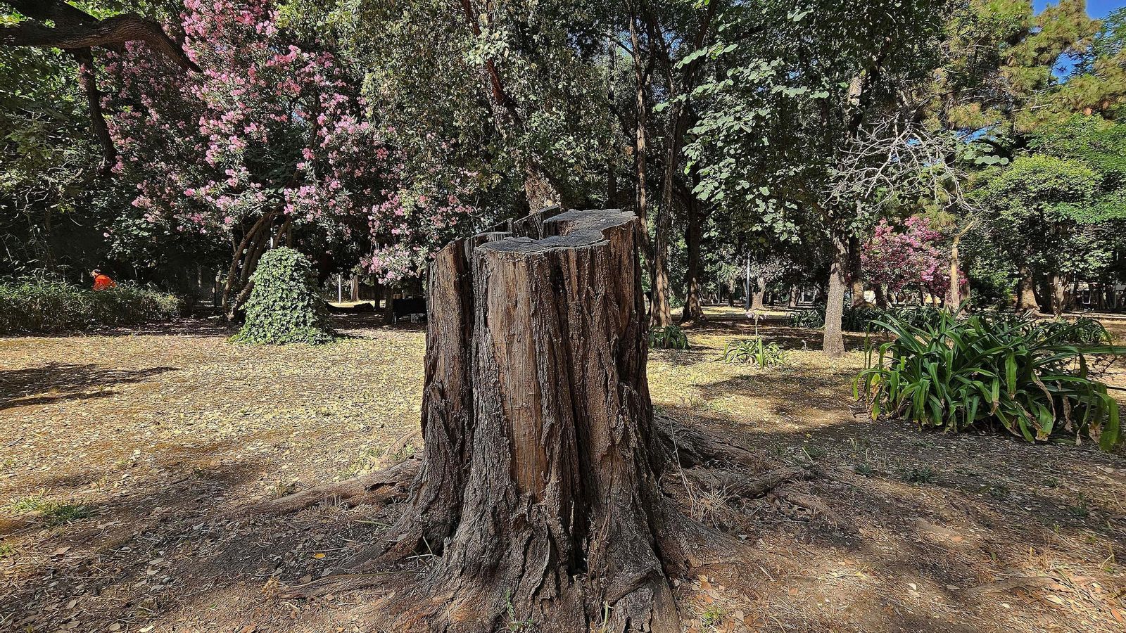 Lo que quedó de uno de los robles plantados en honor de los hijos de mister Smith