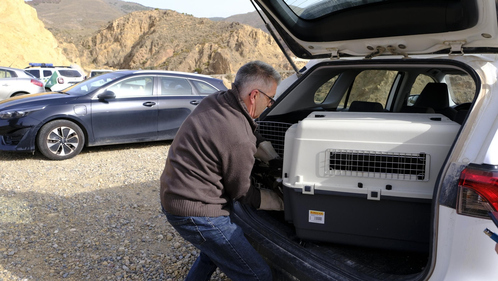Suelta de un águila imperial, en imágenes