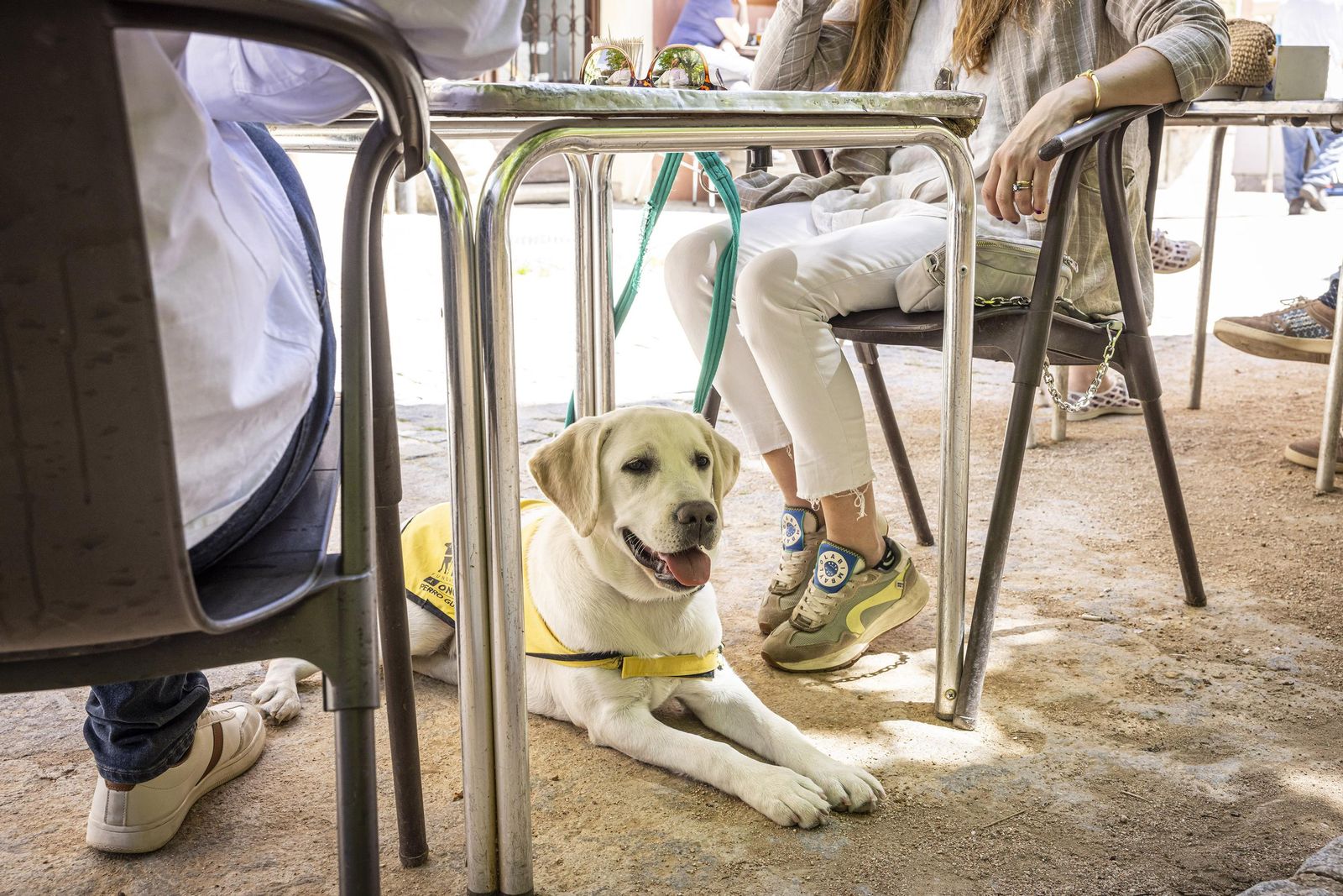 Un perro guía en una terraza de un establecimiento.