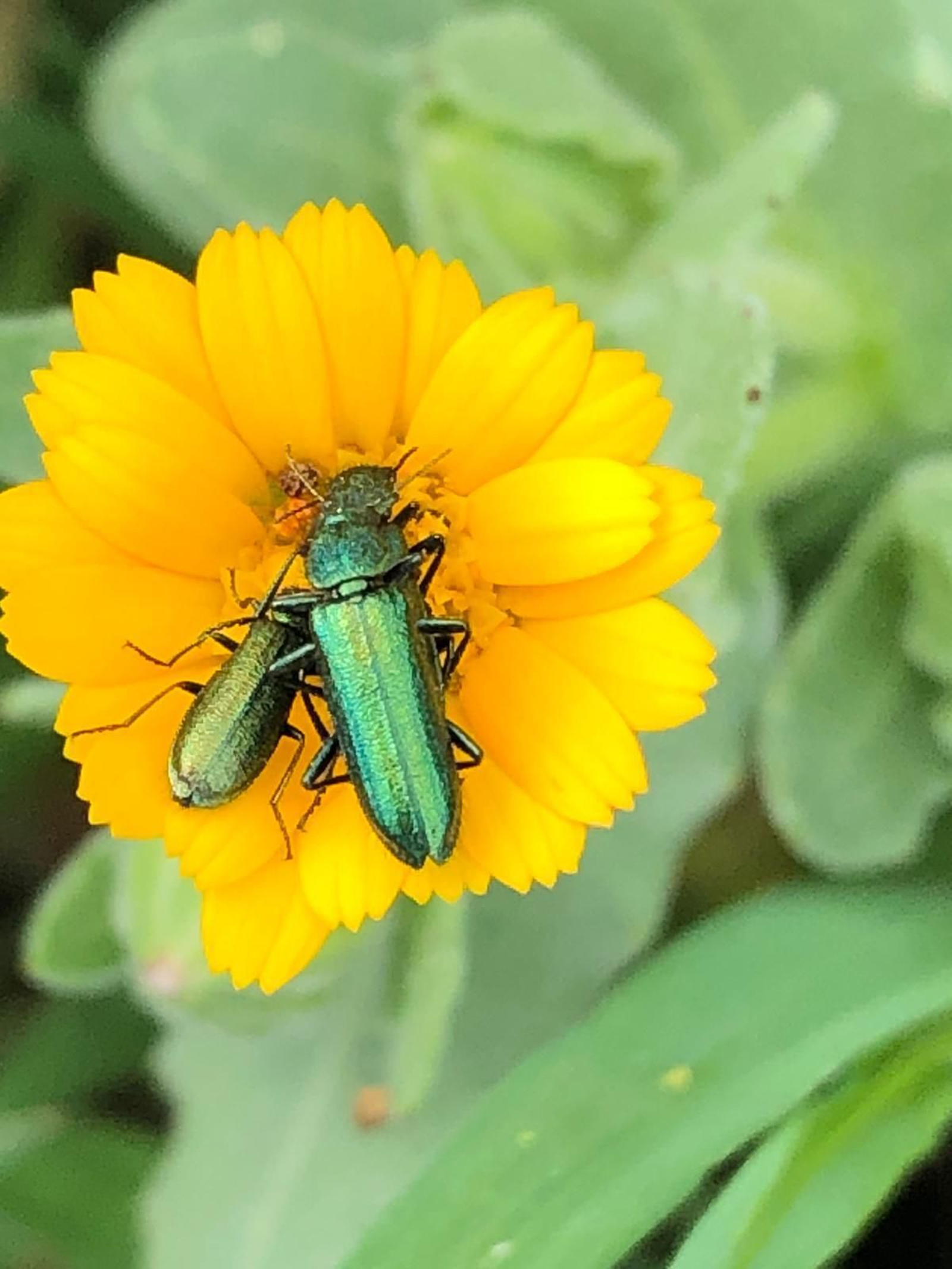Las fotografías de la primavera en la Campiña de Córdoba