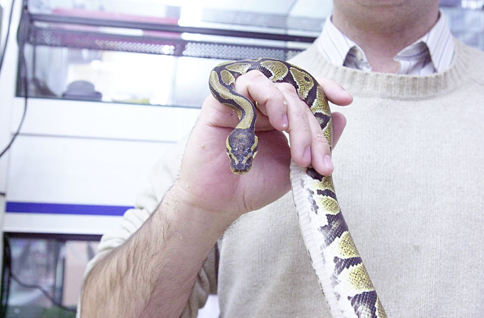 Una serpiente en una tienda de animales