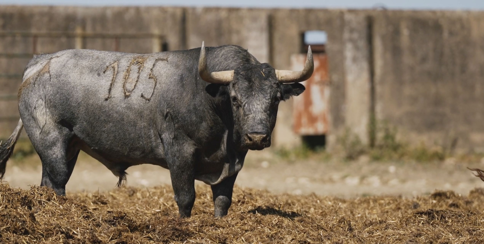Escribano se enfrentará a este ejemplar, hijo del célebre 'Cobradiezmos' que indultó en Sevilla.