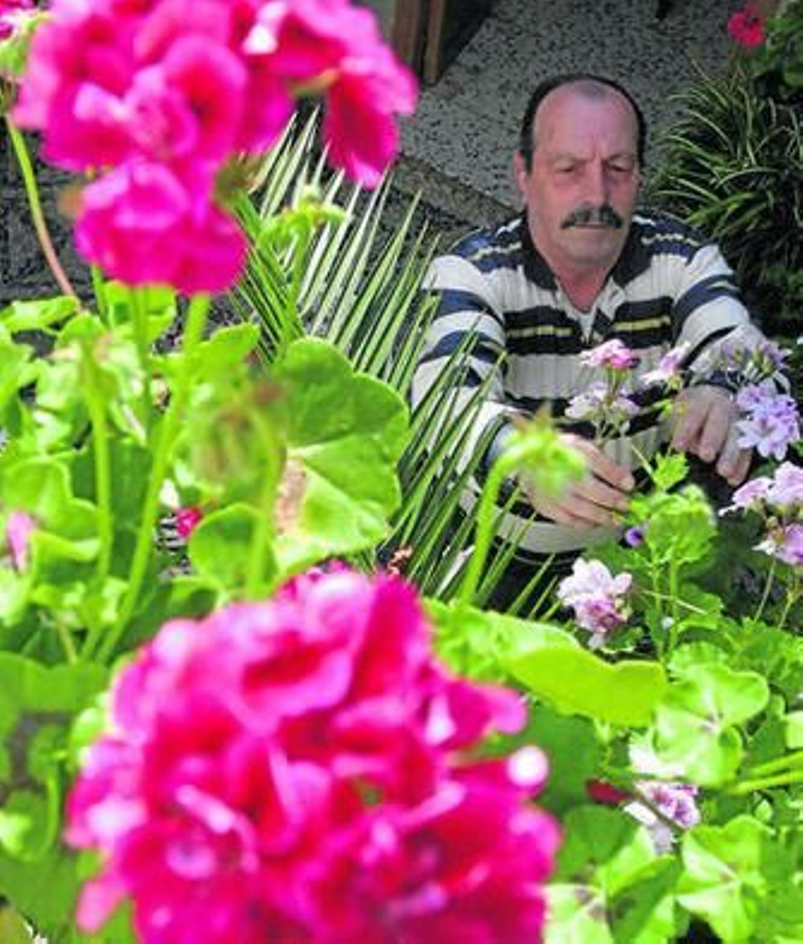 Mantener un vergel de flores a pesar del calor