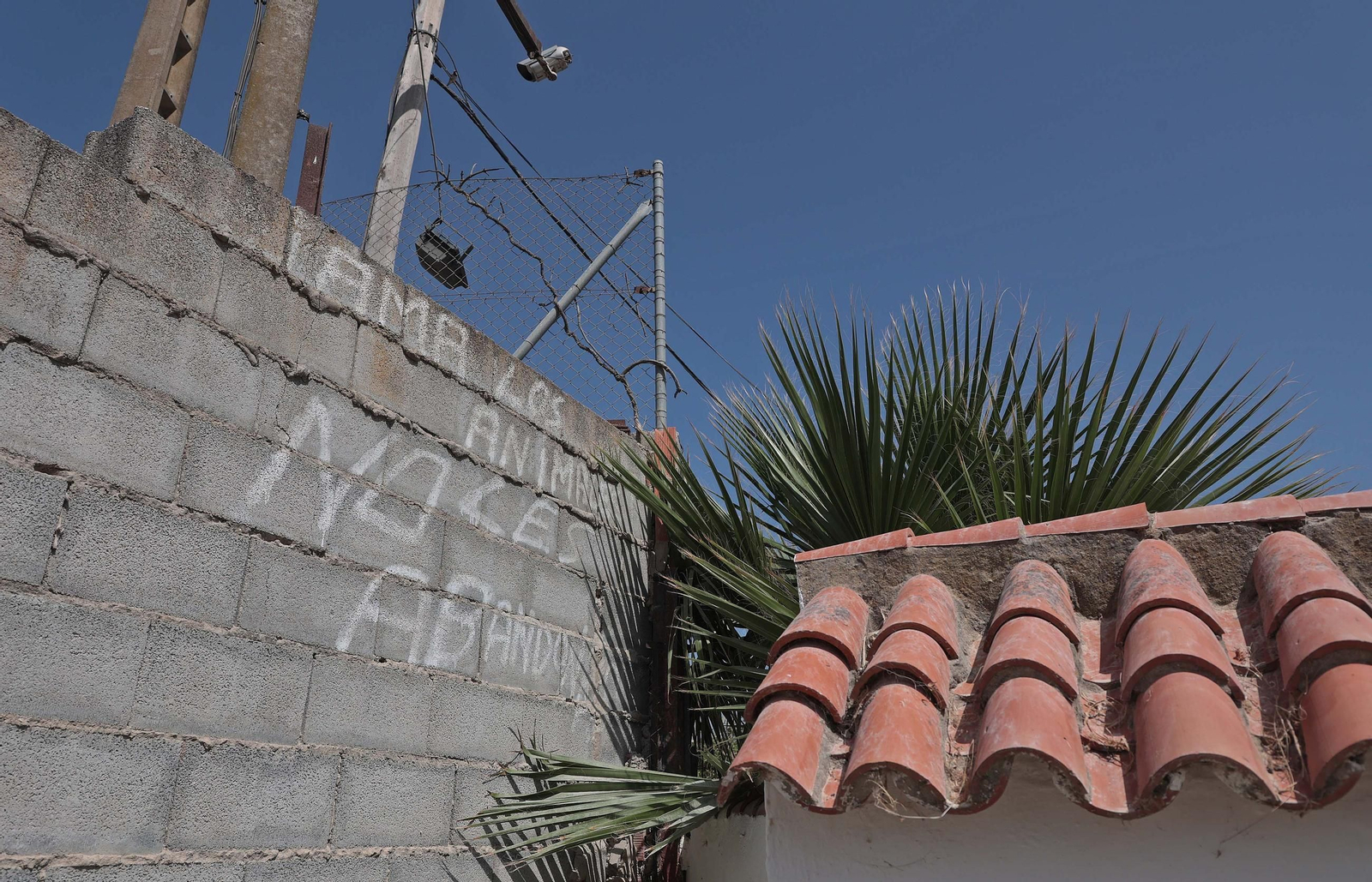 Imágenes de la protectora de animales del Campo de Gibraltar en Los Barrios