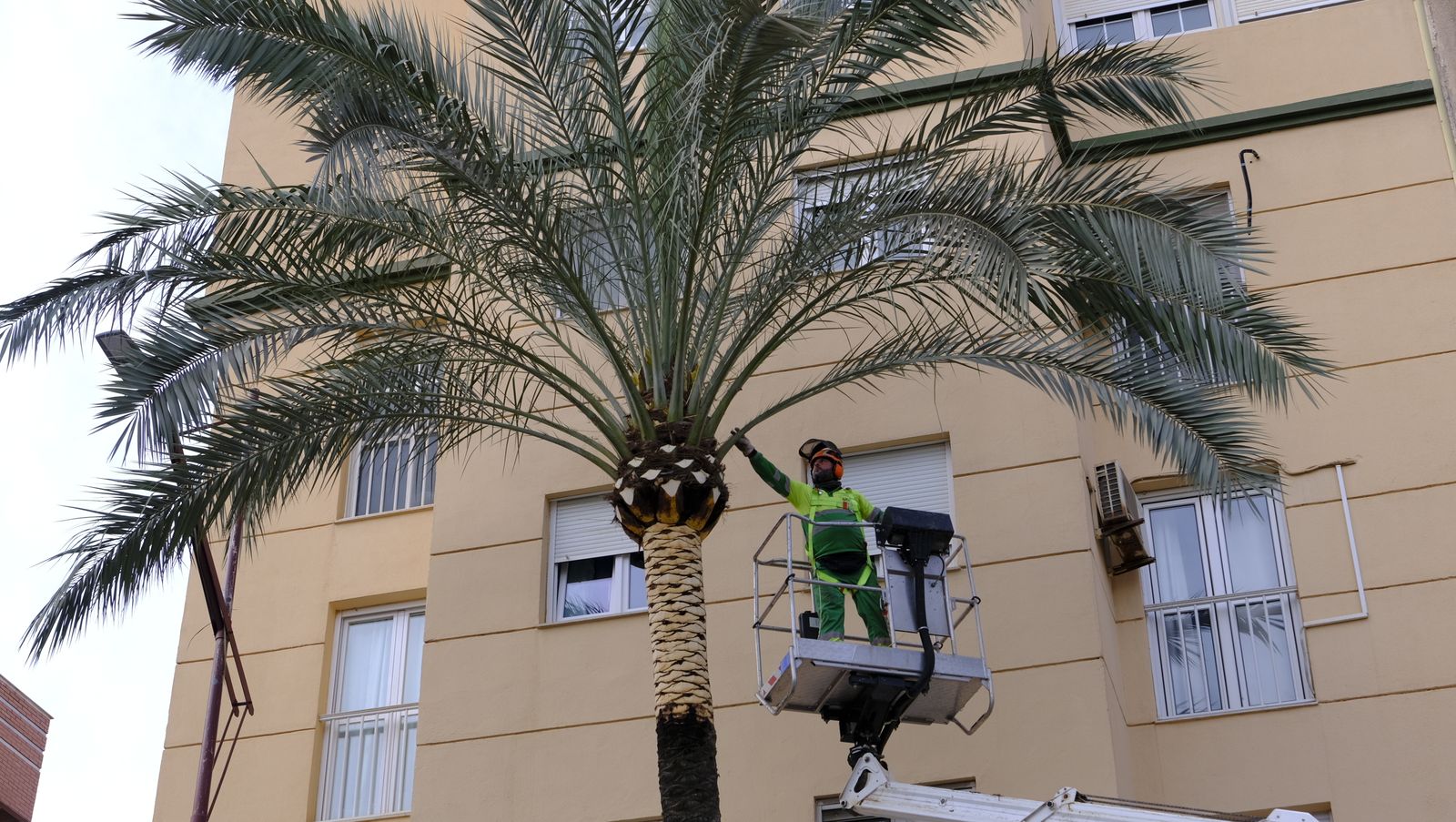 Fotogalería de la poda e inspección de las palmeras de la Avenida Cabo de Gata. Almería.