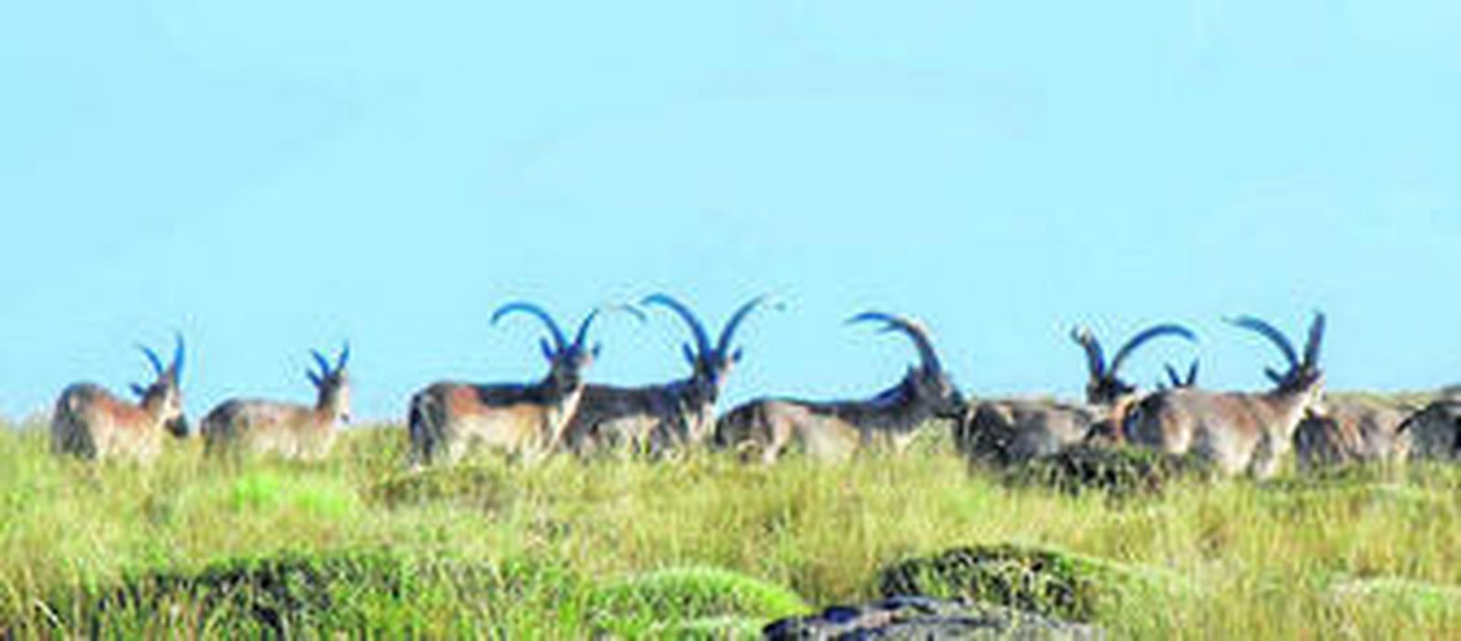 Alemanes y húngaros buscan en la sierra de Almería al macho montés