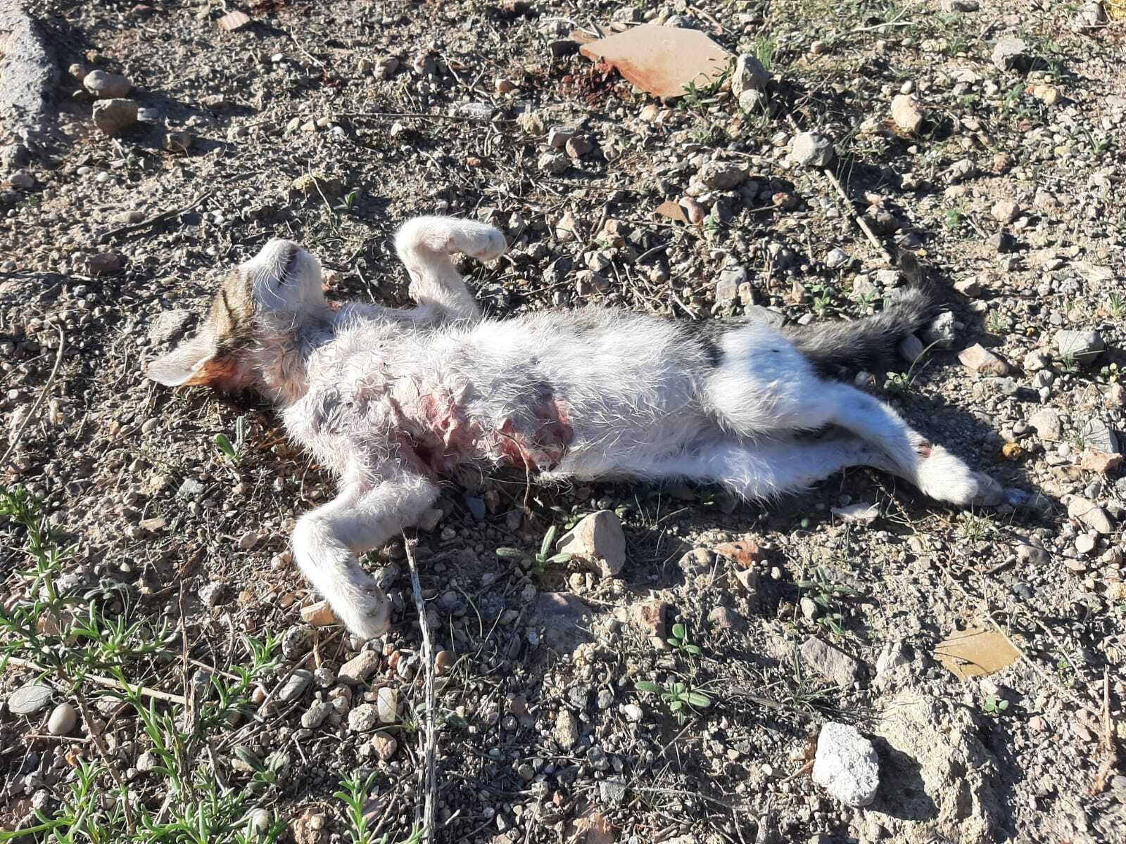 Uno de los gatos con mordiscos en el cuerpo