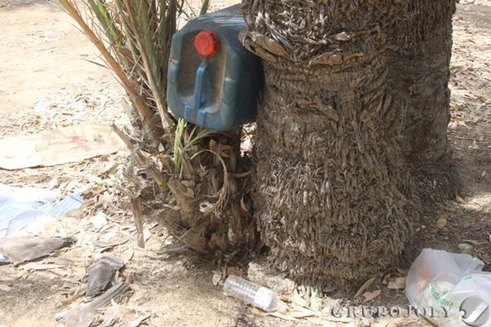 Imagen de una garrafa, vacía, depositada en el hueco generado entre dos palmeras.

Foto: Paco Guerrero