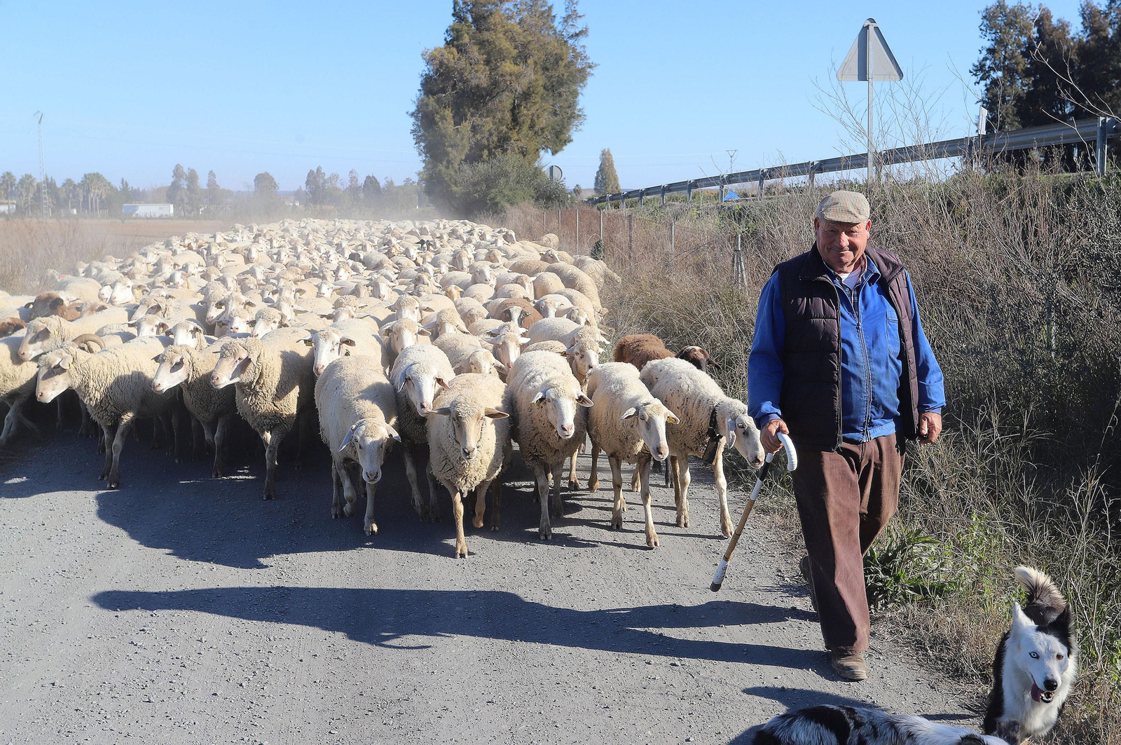 Imágenes del pastoreo de ovejas en Almonte