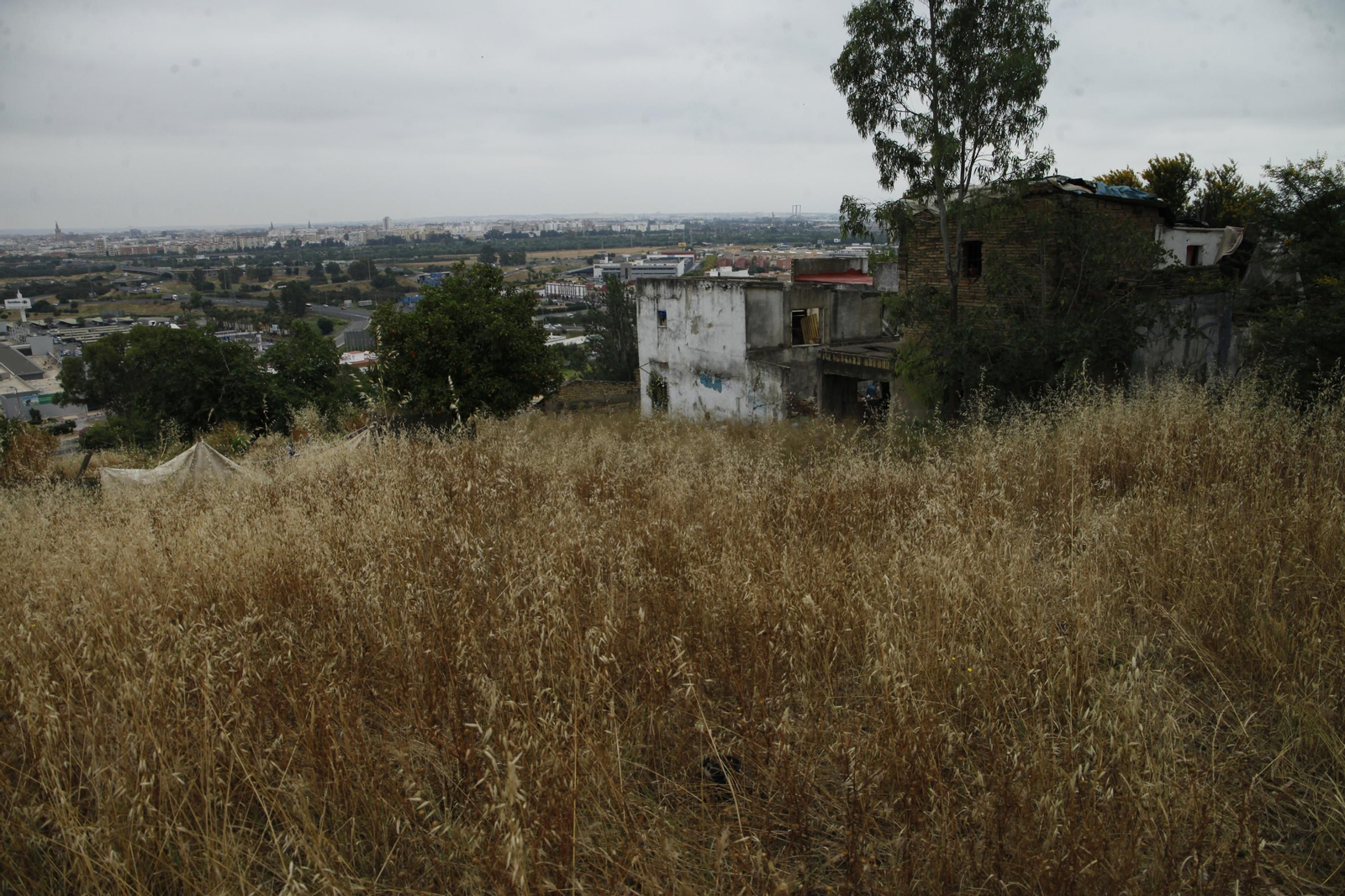 Las llamas destruyen ciento de árboles sembrados en el Carambolo