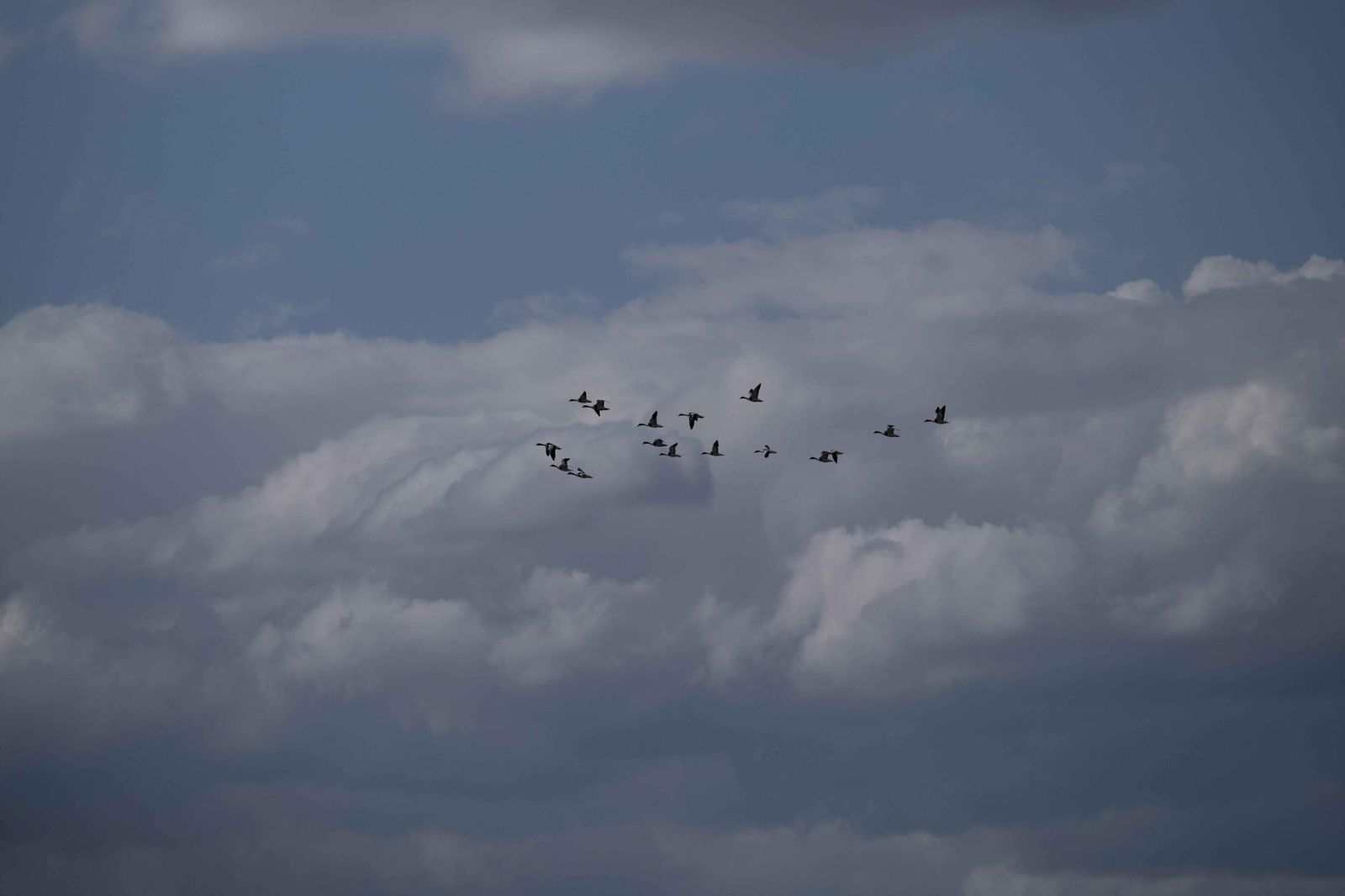 Laguna de Fuente de Piedra tras las lluvias, en fotos