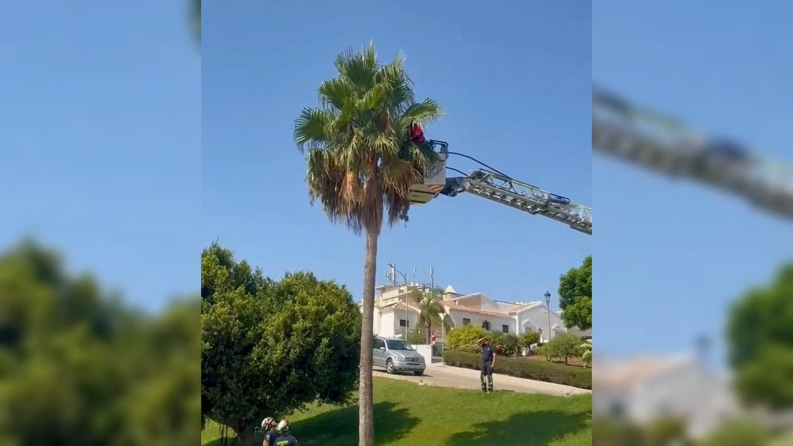 Así rescataron los bomberos a un gato atrapado en una palmera en Nerja
