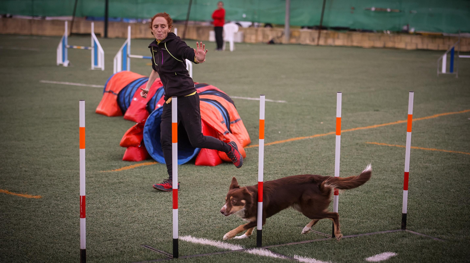 Habilidad canina en la prueba puntuable para el Campeonato de España de 'Agility' celebrado en Jerez Espectaculares las pruebas de disciplina canina puntuables para el Campeonato de España de Agility