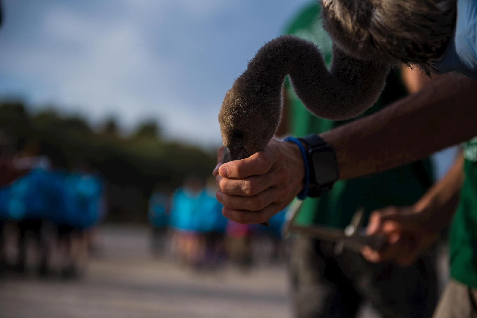Flamencos en la Laguna de Fuente de Piedra durante el anillamiento (fotos)