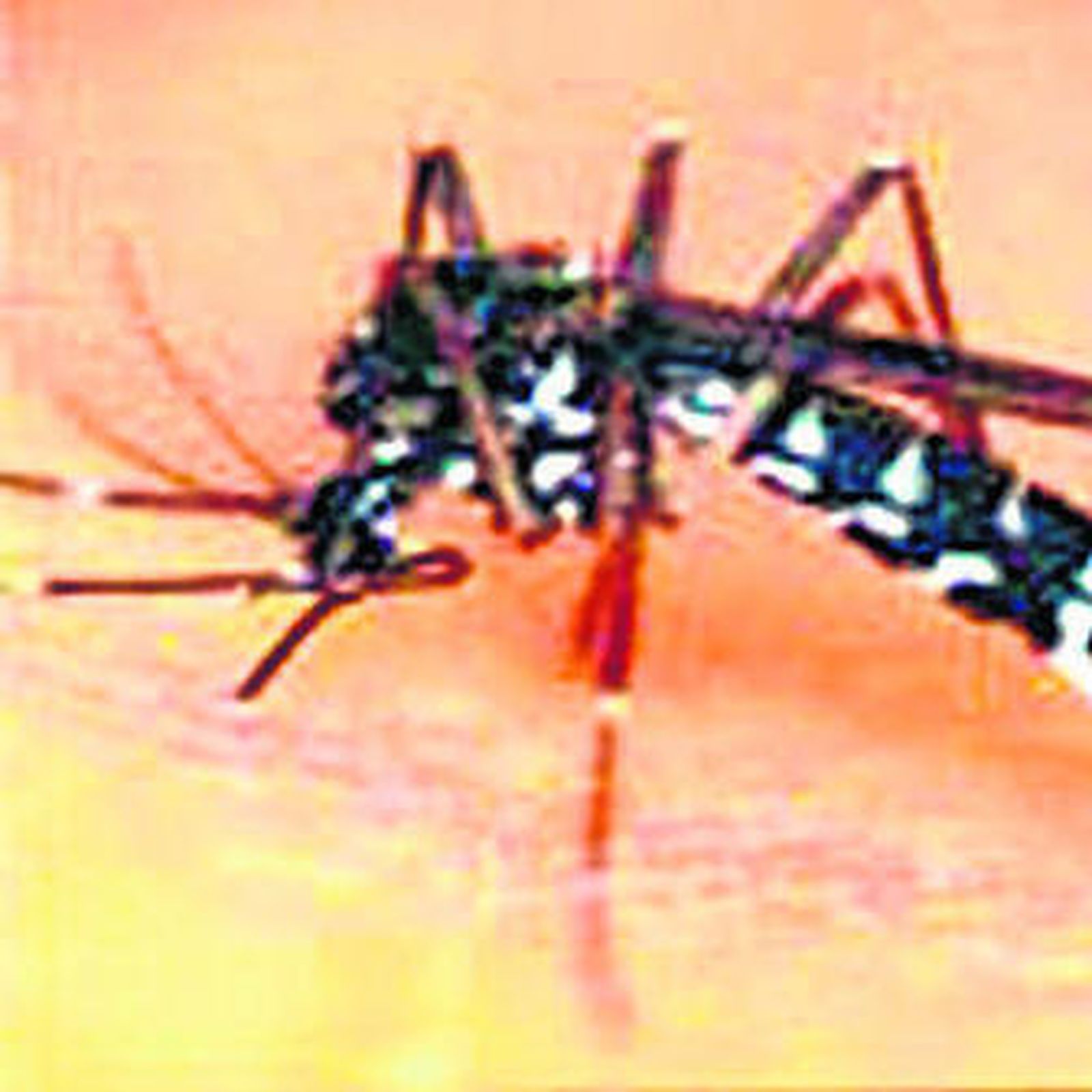 Equipo del Servicio de Control de Mosquitos de la Diputación de Huelva en plena tarea de fumigación en una marisma.