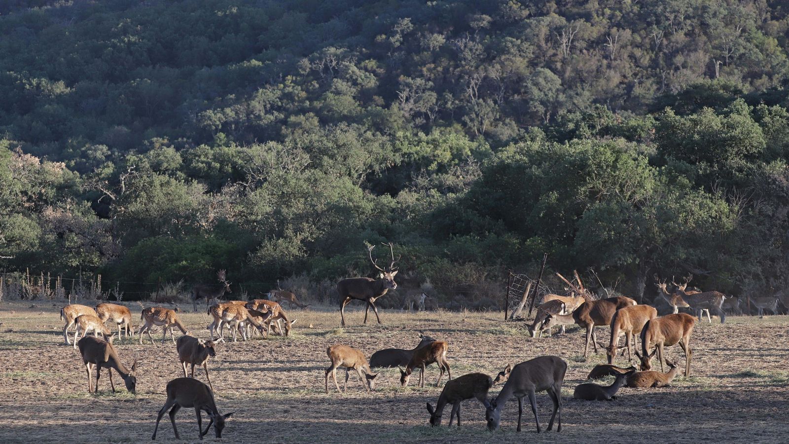 Ciervos en el Parque Natural de los Alcornocales