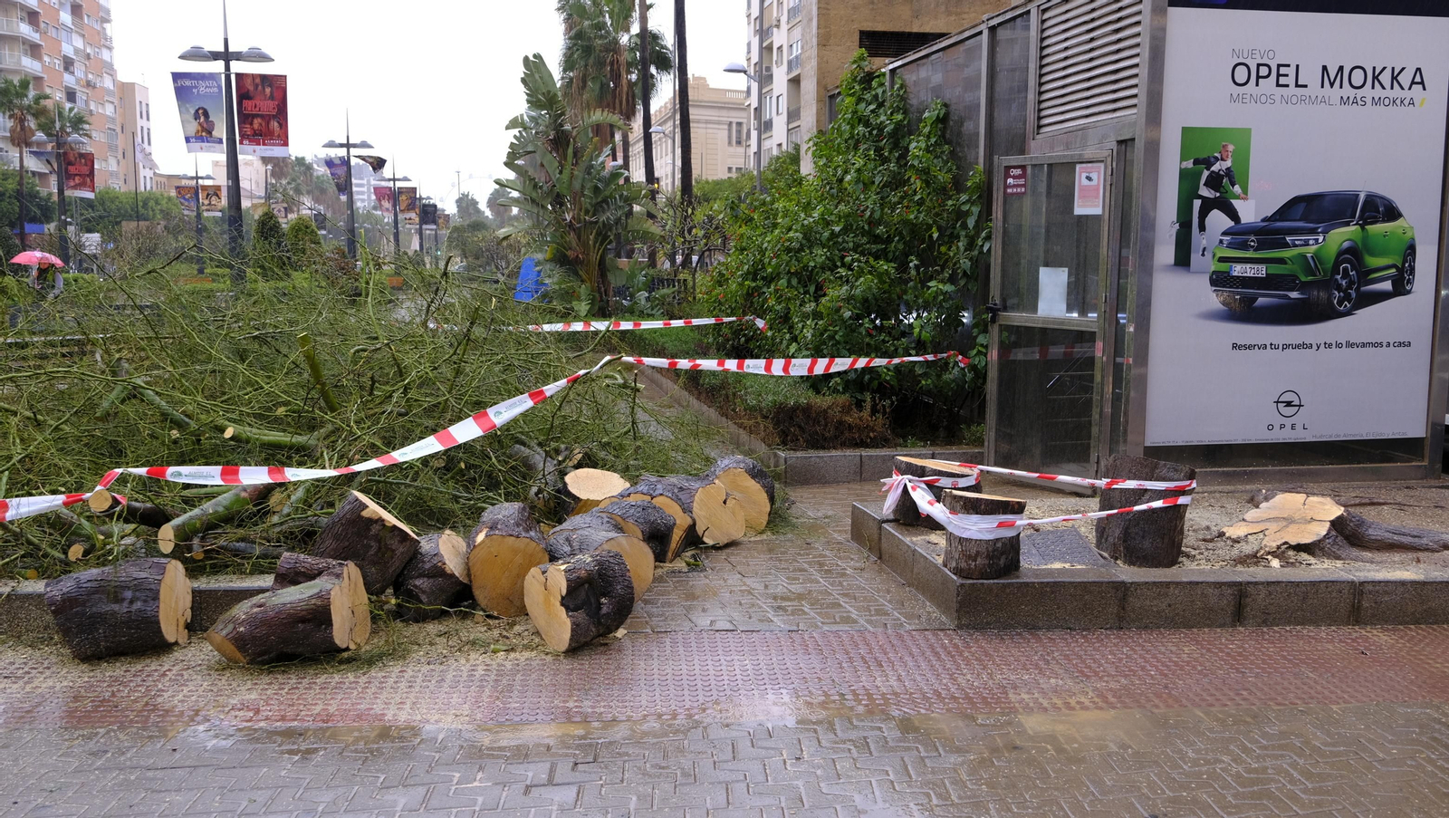 Imágenes de la acotación de palmeras. Almería