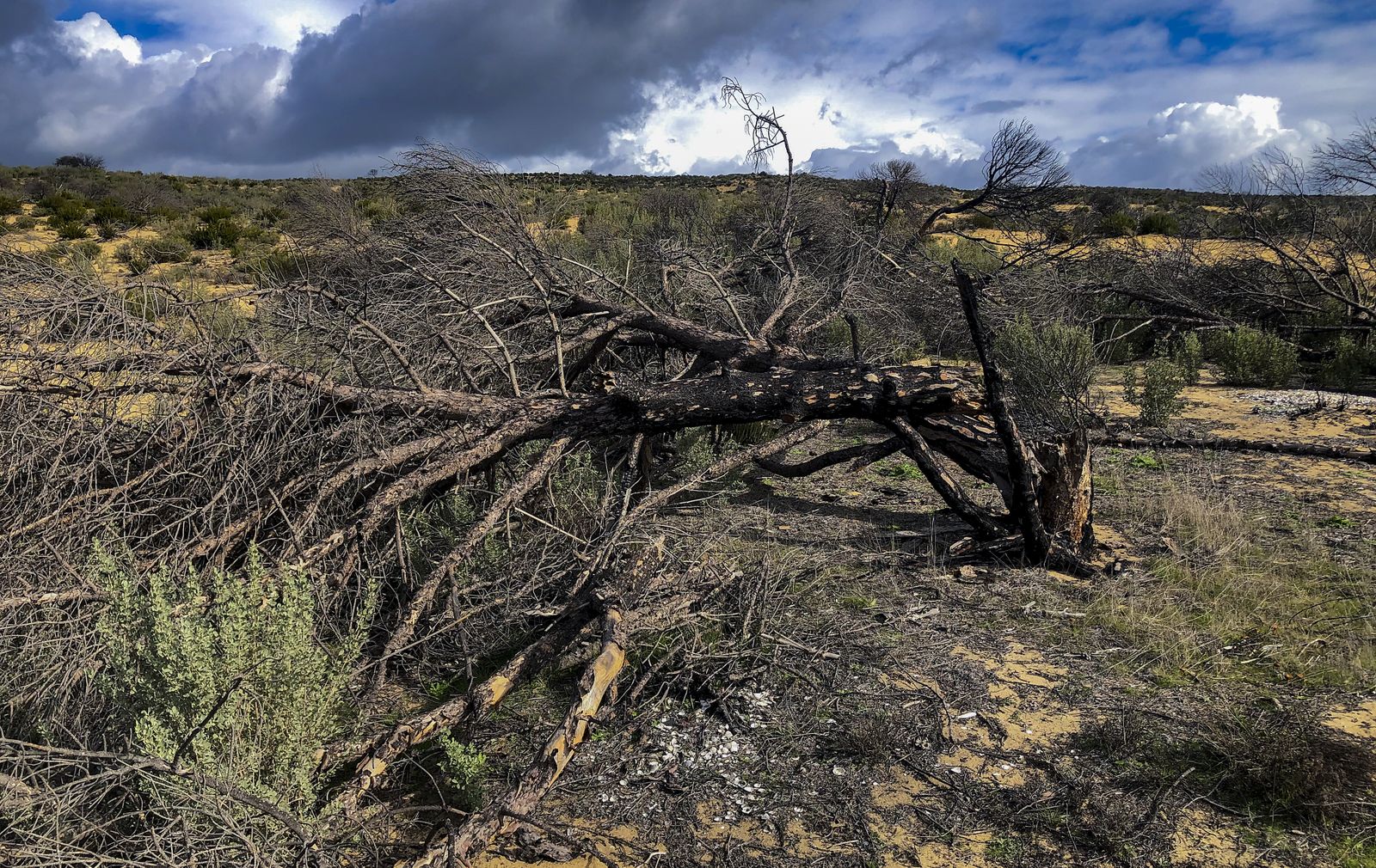 El resurgir de Doñana: tres años después del incendio