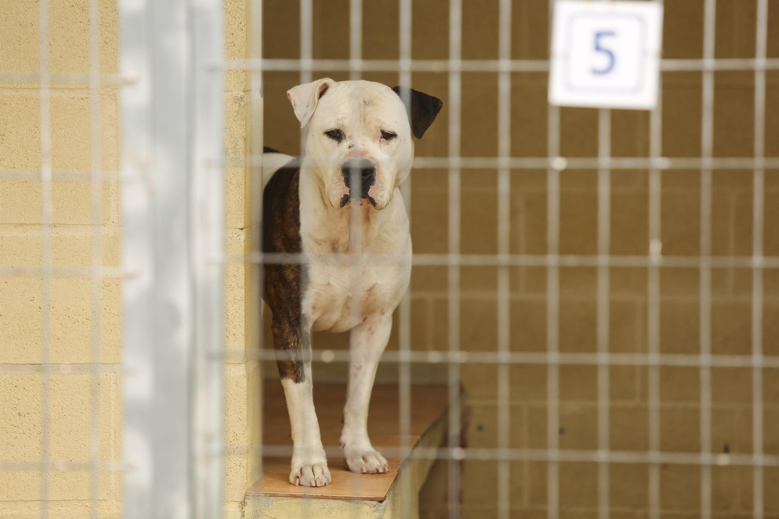 Las fotos de los animales de la Protectora de Málaga Las fotos de los animales de la Protectora de Málaga