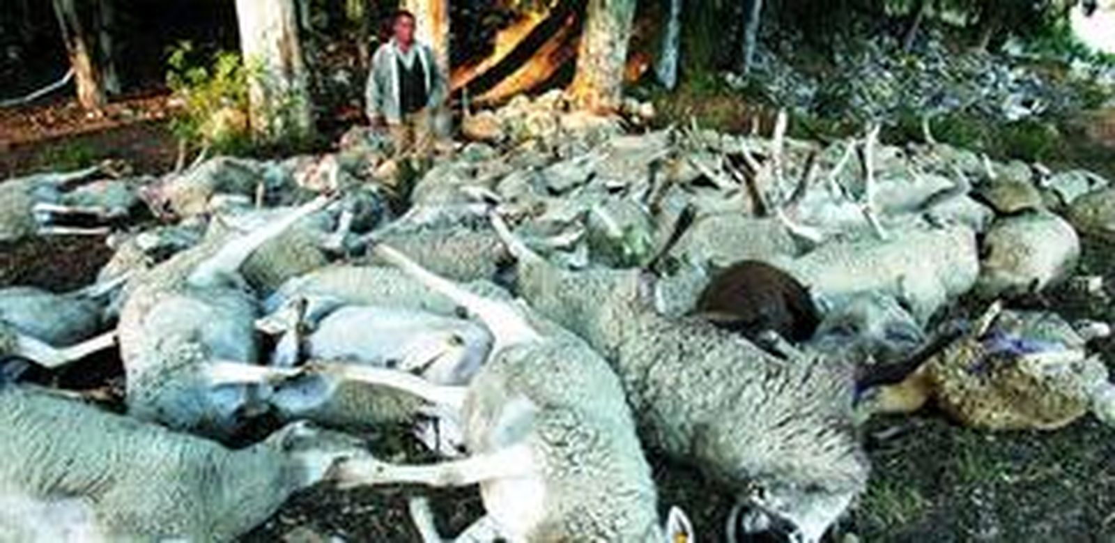 Un pastor camina entre cadáveres de ovejas halladas en un descampado bajo la Peña Mirador de Arcos.