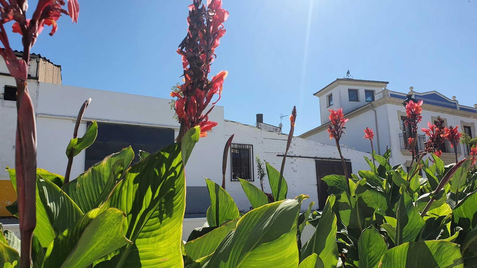 Cannas en Huerta de Santa Ana.