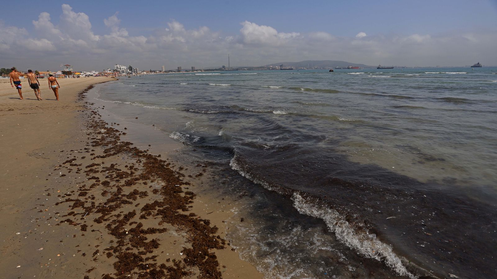 Fotos del alga invasora en El Rinconcillo