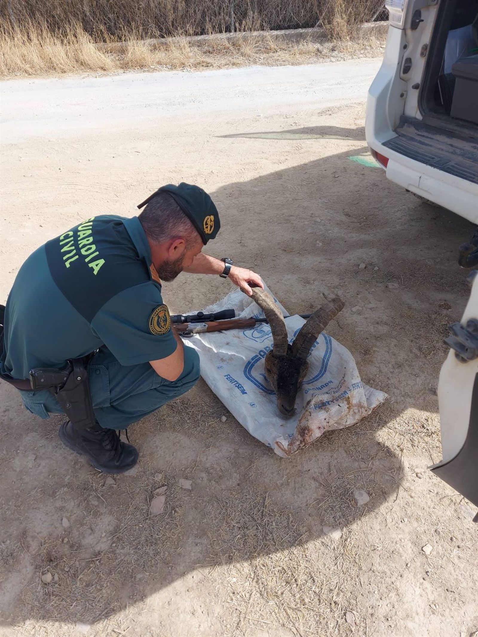 Imagen de la cabeza del animal y el rifle intervenidos a los investigados