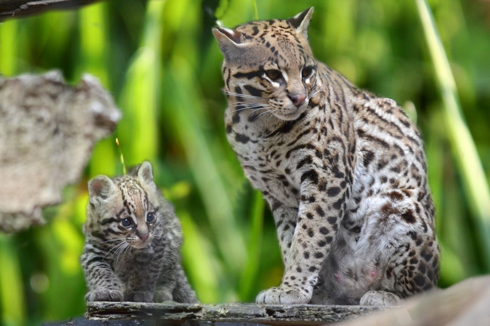 La cría de ocelote, junto a su madre en las instalaciones de ocupan en el Zoobotánico de Jerez.