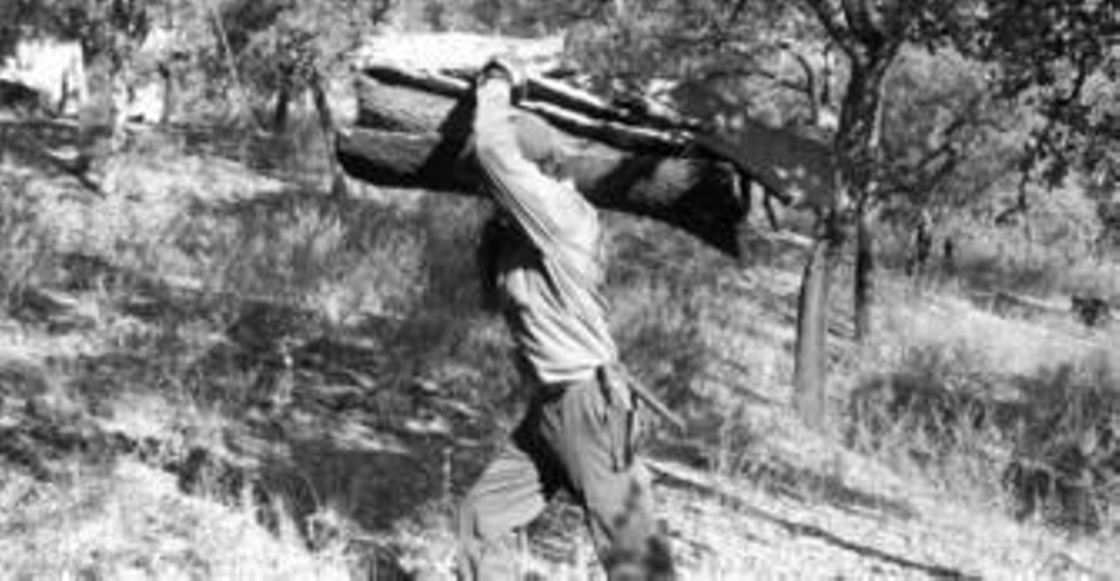 Después de realizar la saca es necesario acarrear el corcho extraído.