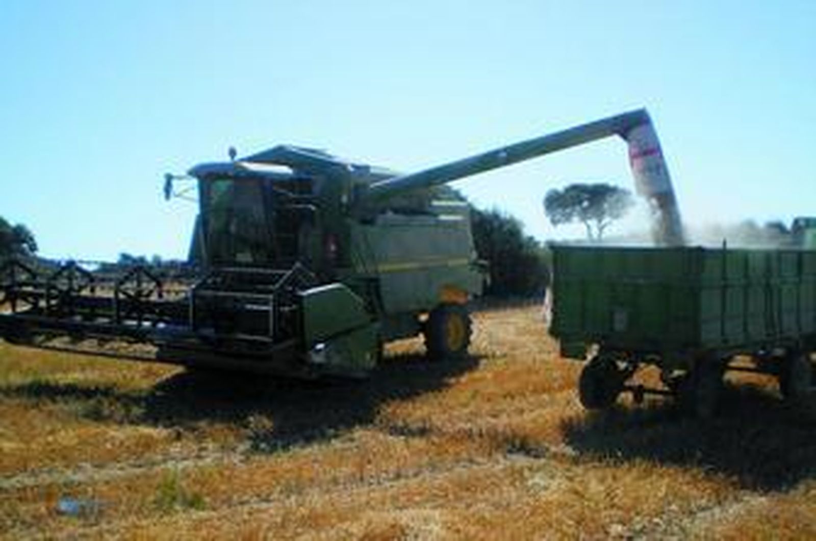 Cosechadora vaciando el grano para llevarlo a almacenar.
