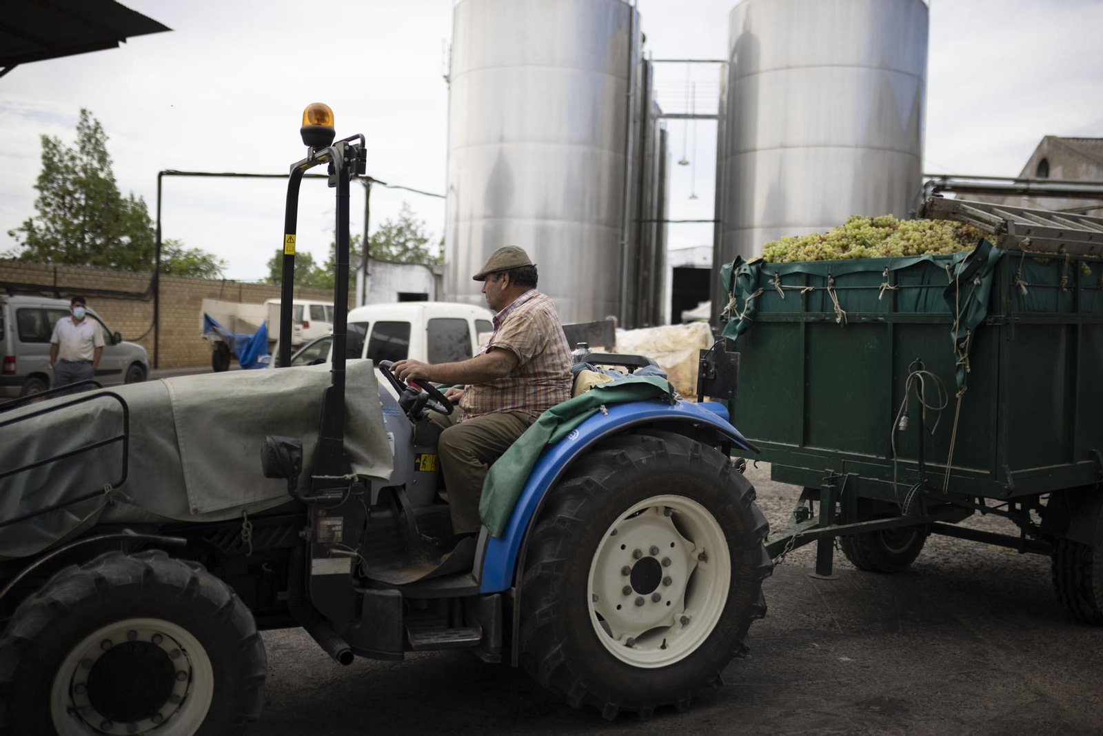 Imágenes de la vendimia en el Condado de Huelva