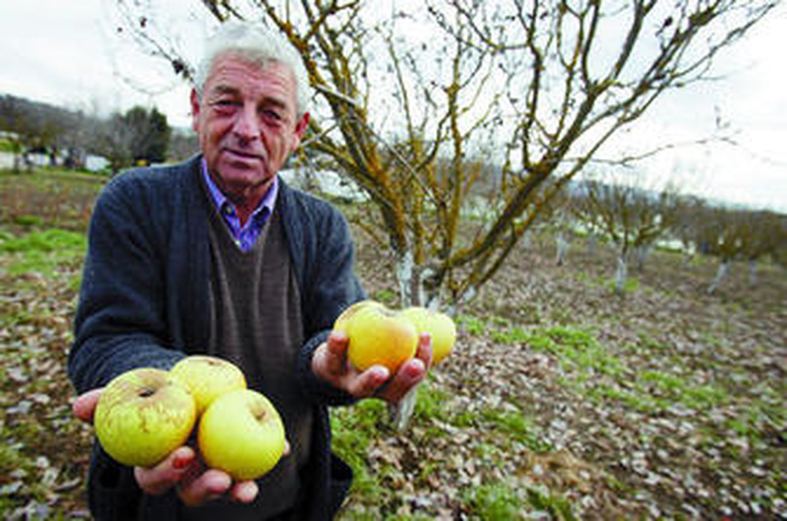 Un pero único casi en extinción