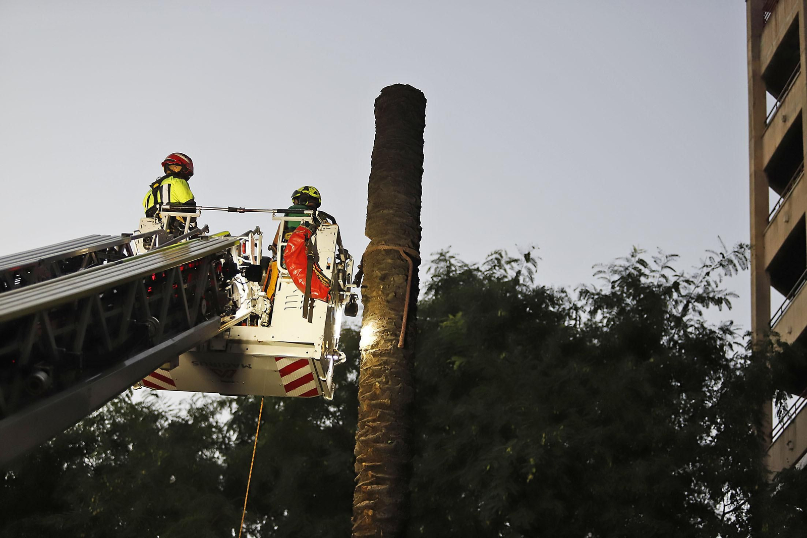 Imágenes de la tala de la emblemática Palmera de Huelva