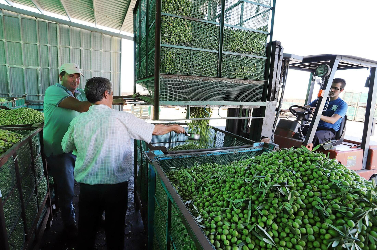 Descarga de aceituna en una cooperativa almazara de Huelva.