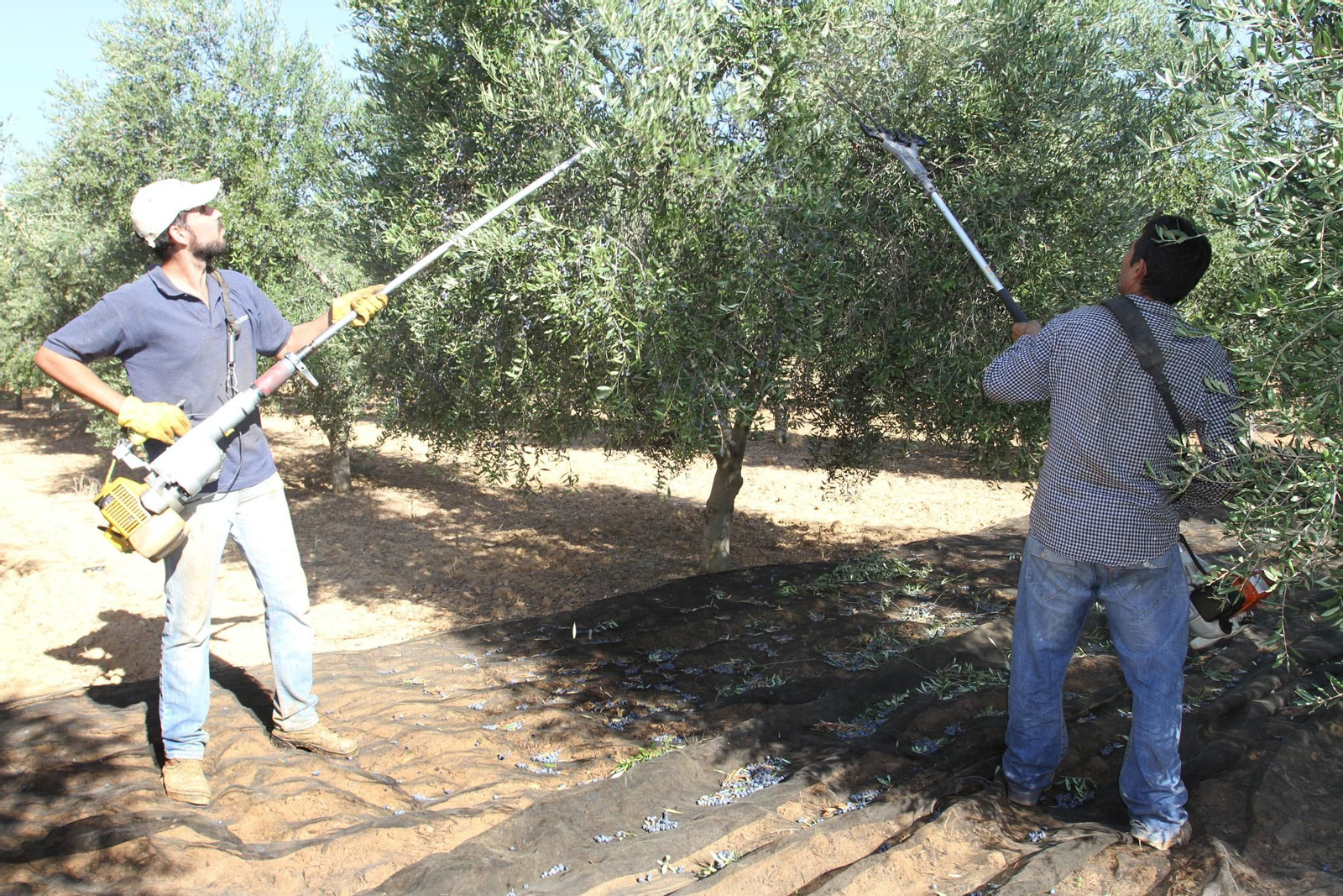 Imagen de archivo de dos agricultores vareando un olivo