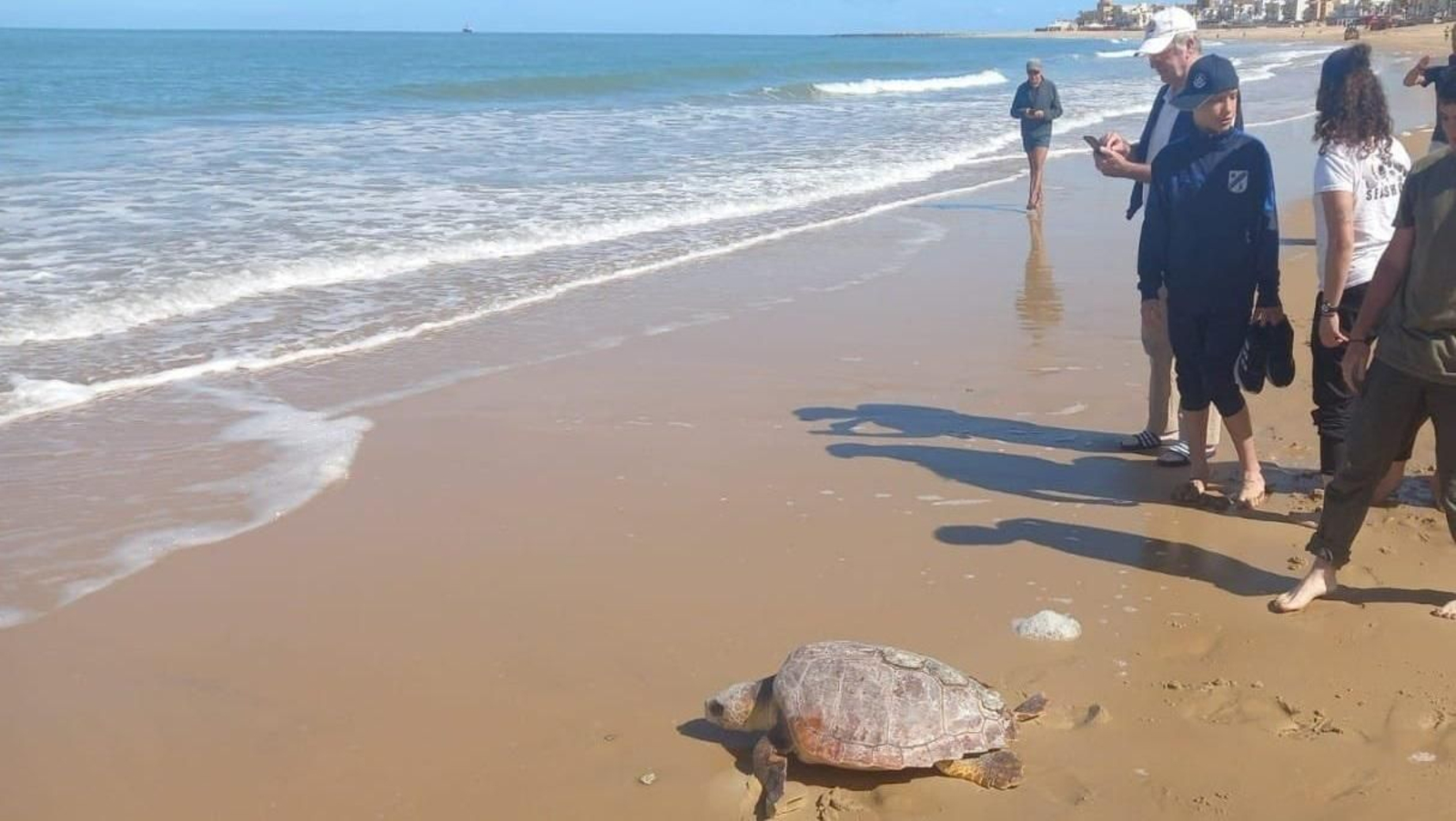 La reintroducción de una de las dos tortugas recuperadas en el Cegma, este sábado en Chipiona.
