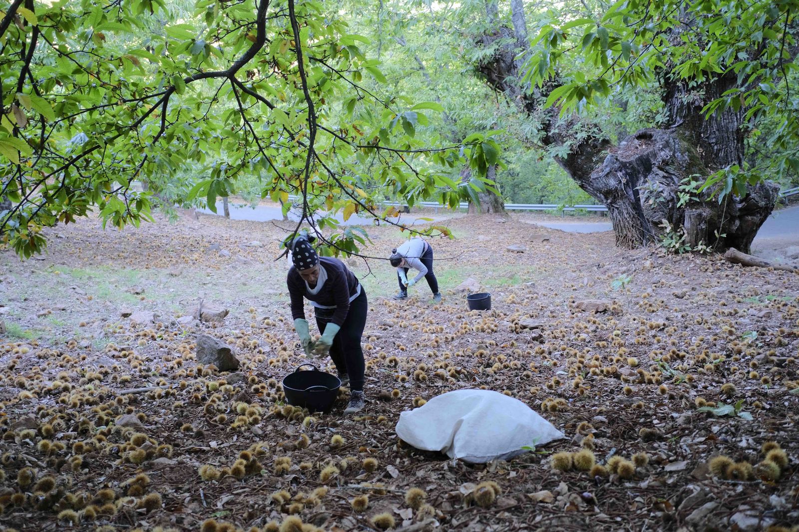 Cuadrillas en la recogida de castañas en el Valle del Genal