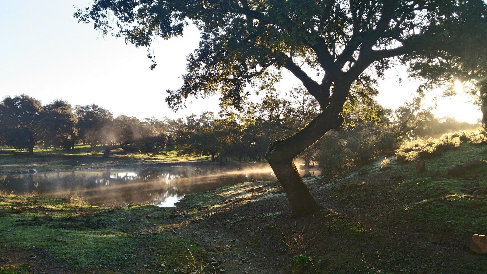 El camino avanza entre bellas dehesas por Sierra Norte de Sevilla.
