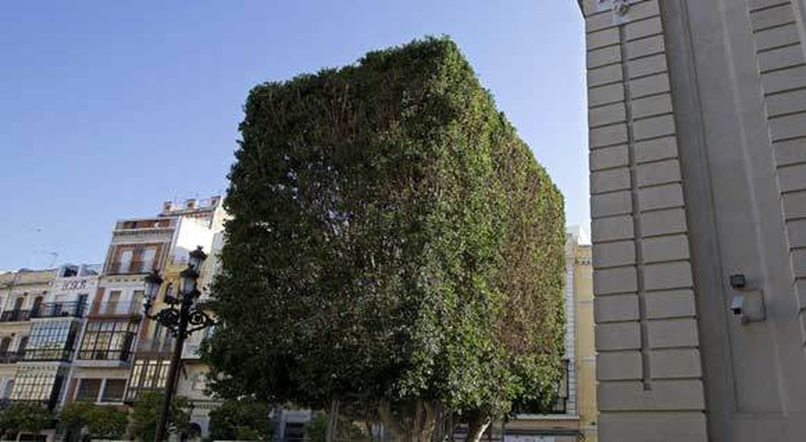 Denuncian una "poda salvaje" en el centro de cara a la Semana Santa