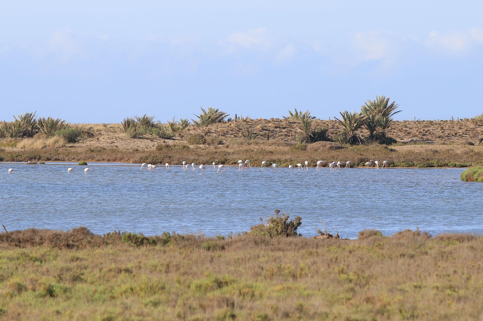 Las imágenes de las Salinas de Cabo de Gata recuperadas y con flamencos
