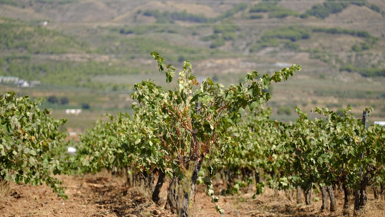 La vendimia en la Bodega Cortijo del Cura de Laujar, en imágenes