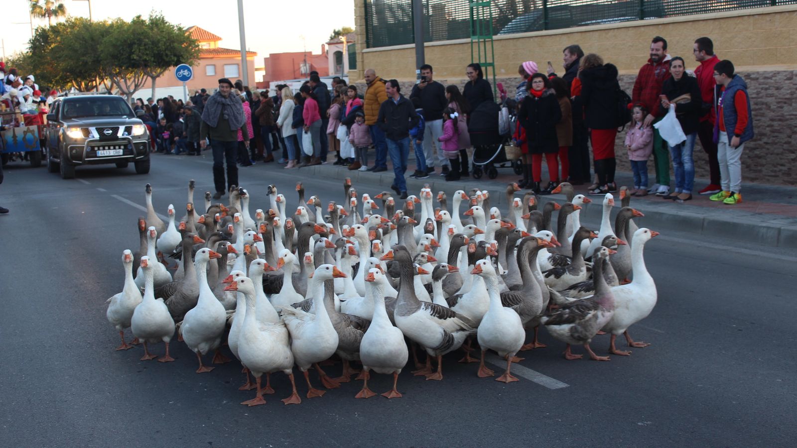 Ocas en la cabalgata de Vera.