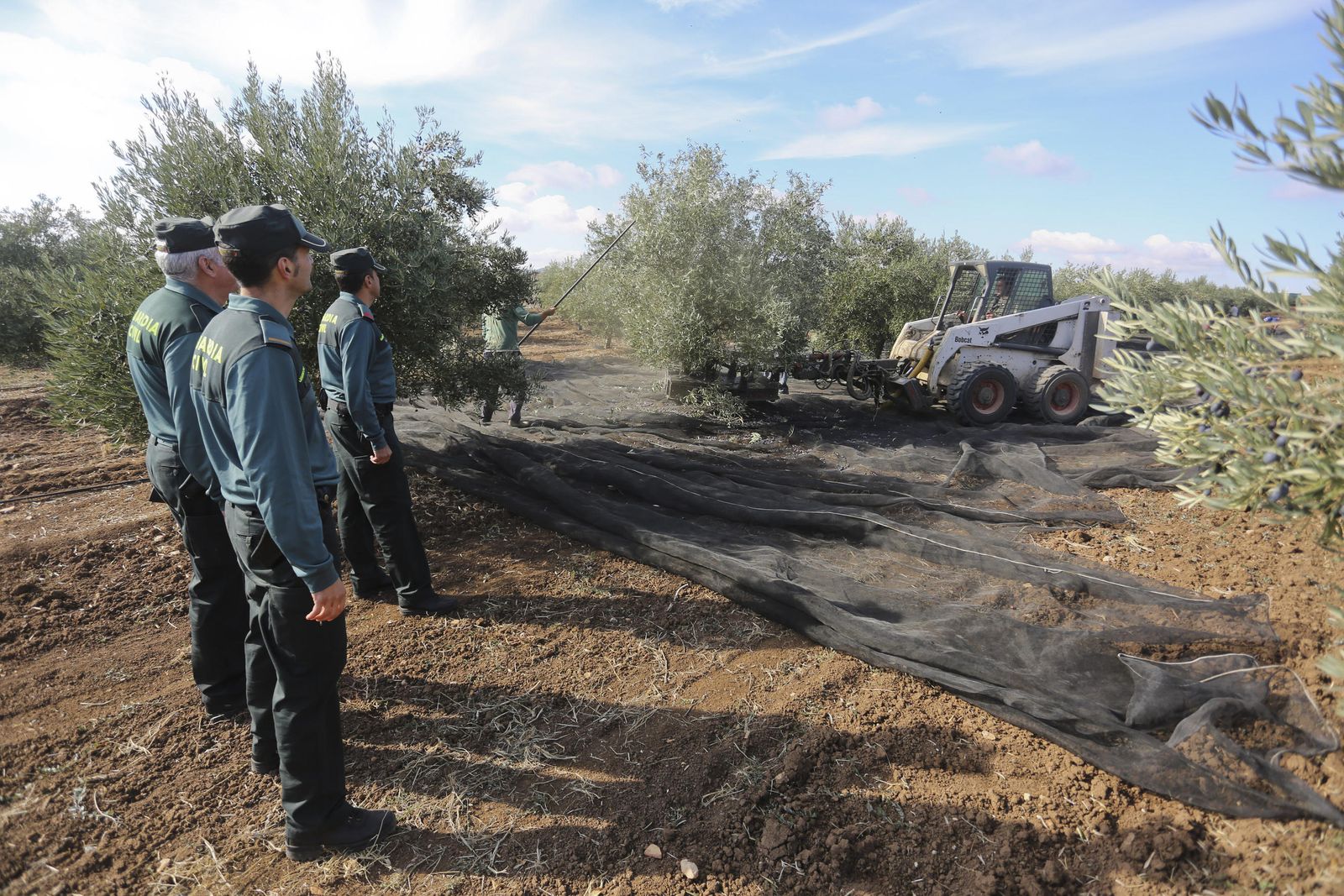 Tres agentes de la Guardia Civil vigilan la recogida de la aceituna en un campo