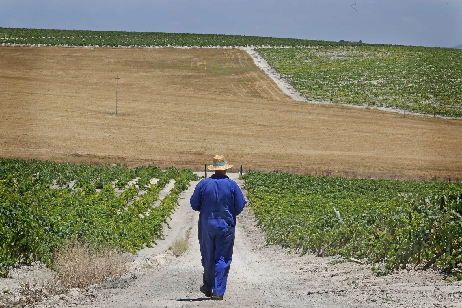 Imagen de una de las viñas del Marco en las que se ha detectado la presencia de enfermedades asociadas al hongo de la madera de la vid.