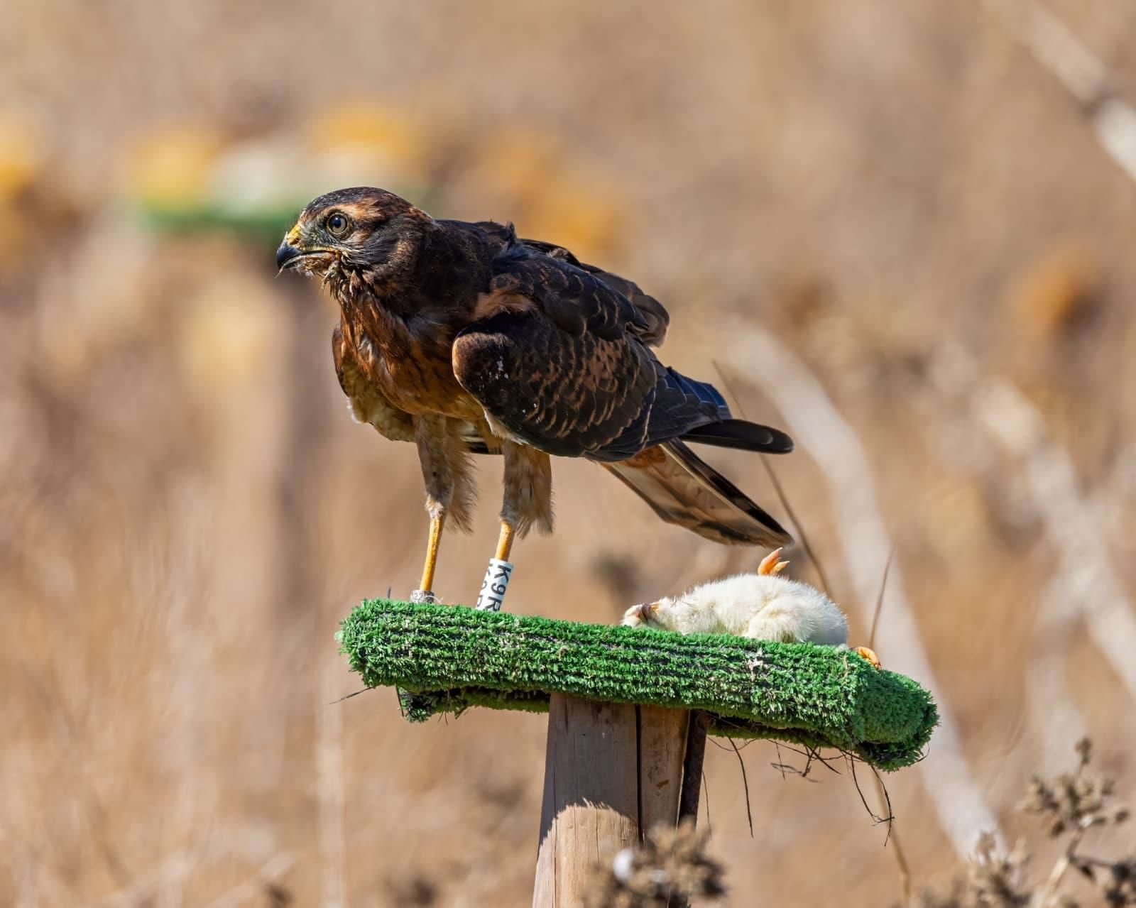 Zángano, antes de su recuperación.