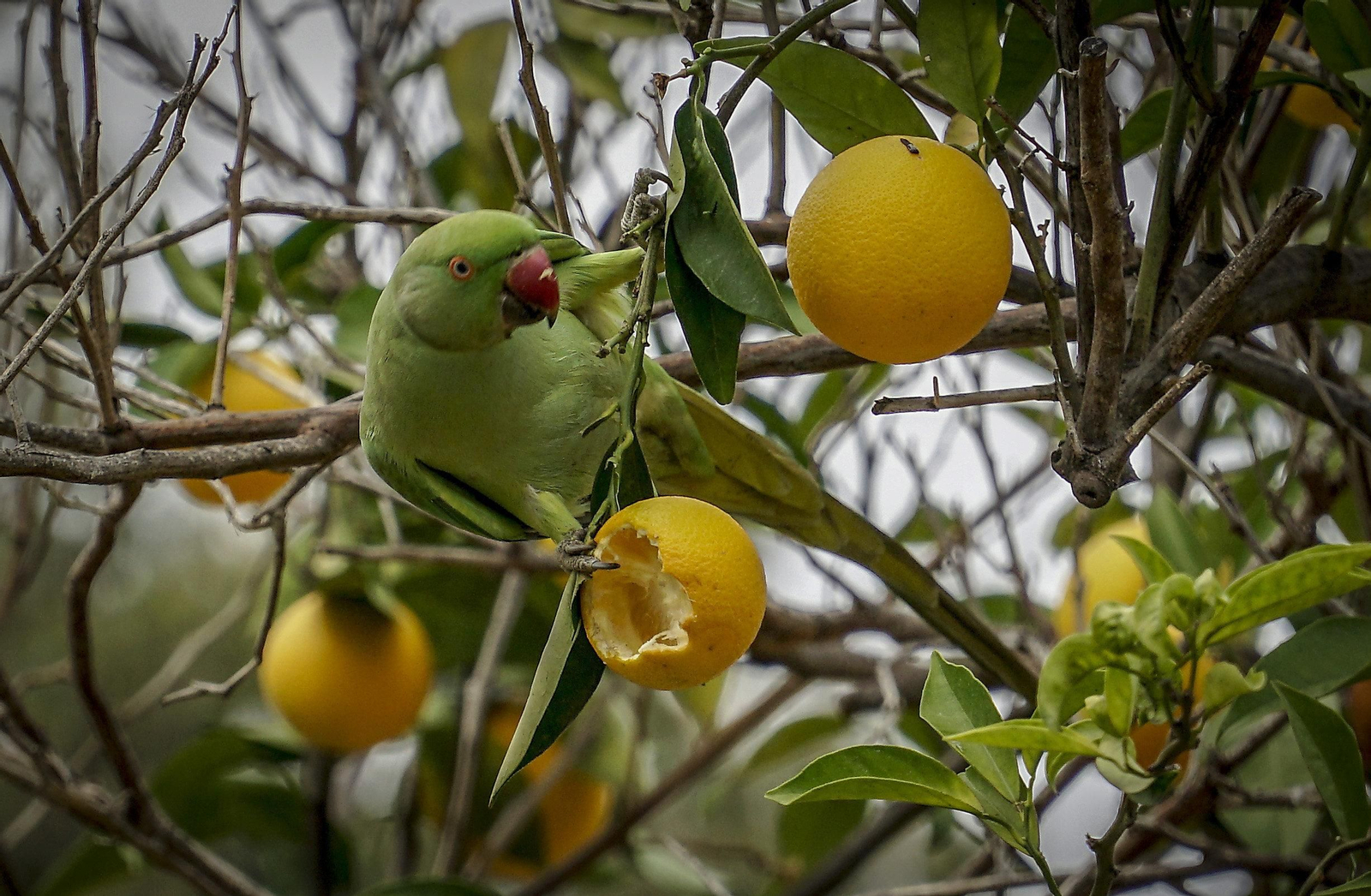 Cotorra en un naranjo.