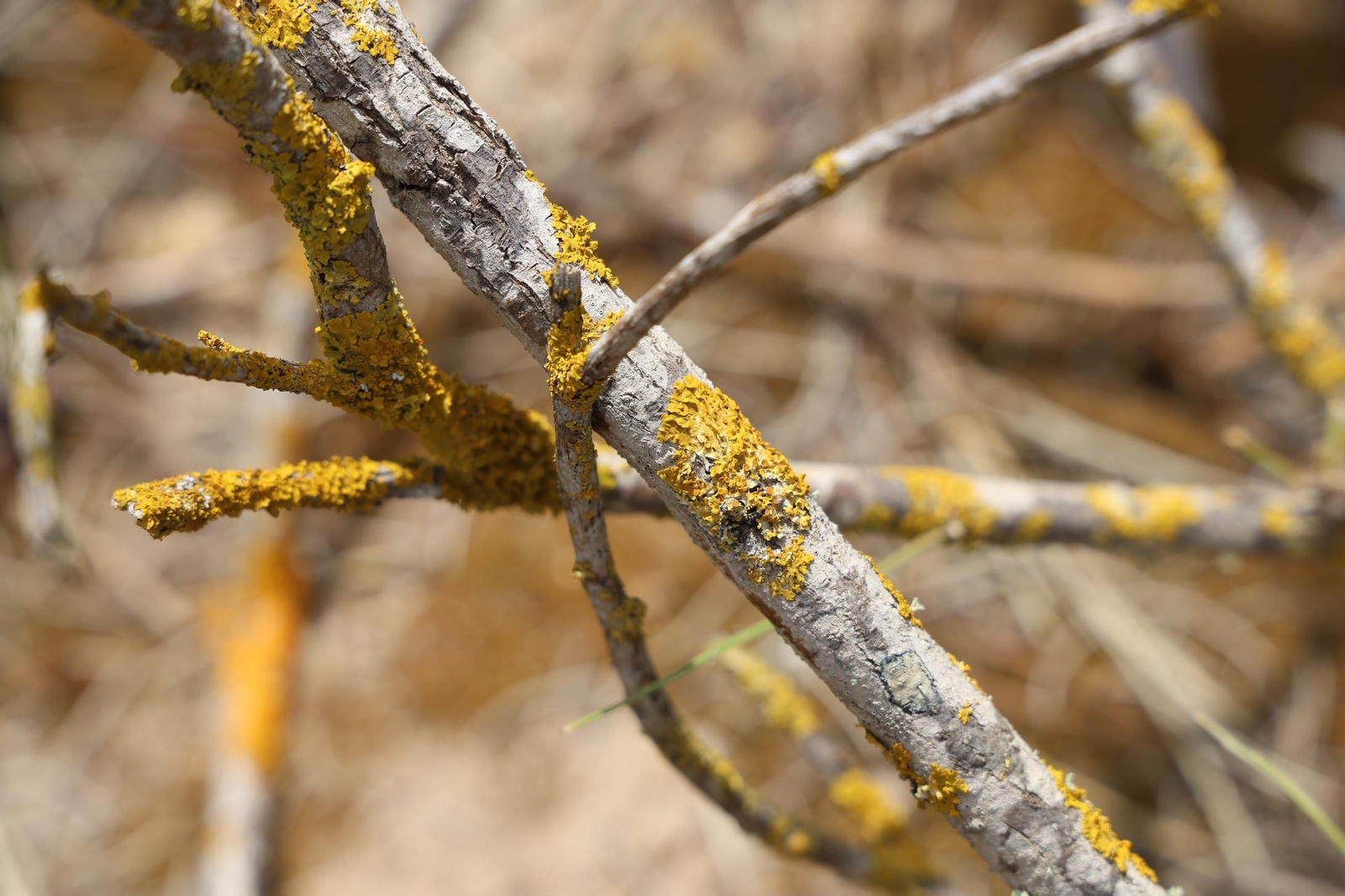 Imágenes de la diversa vegetación de las Dunas del Portil