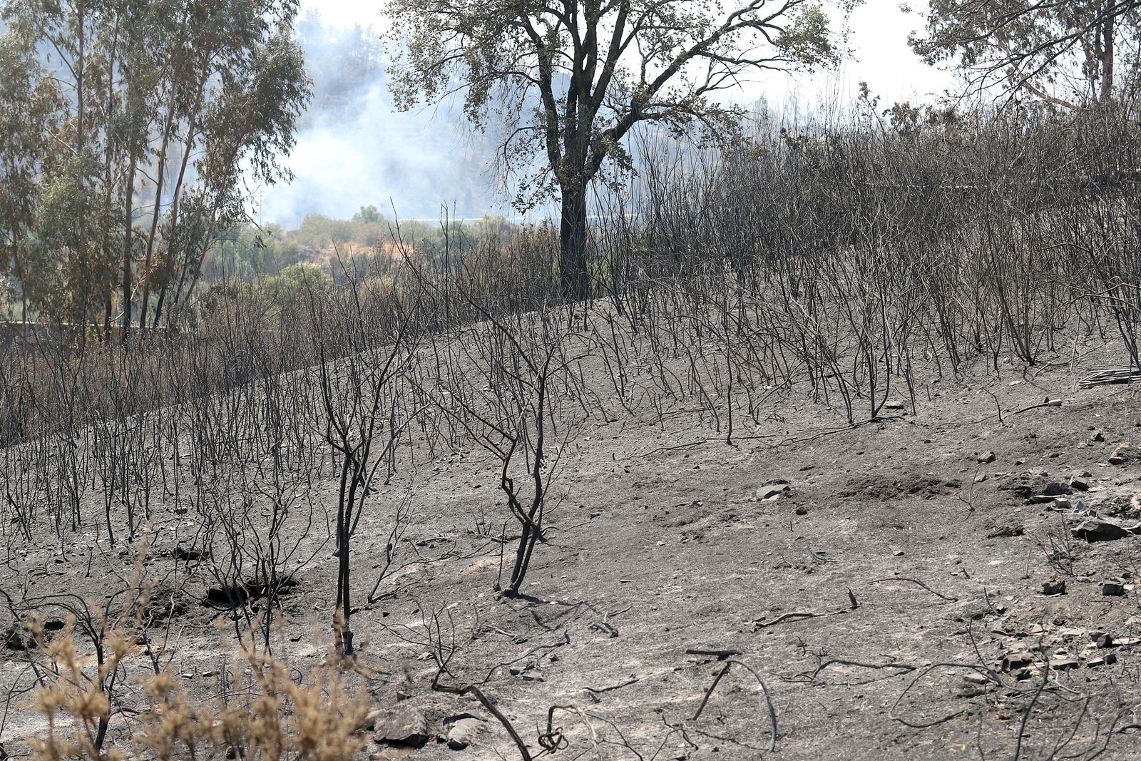 Imágenes de la devastación que deja a su paso el incendio de Almonaster la real.